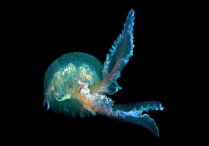 "Ballerina"

Like a ballerina this Jelly dances through... by Henry Jager 